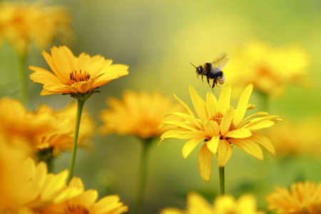 Bee.jpg
