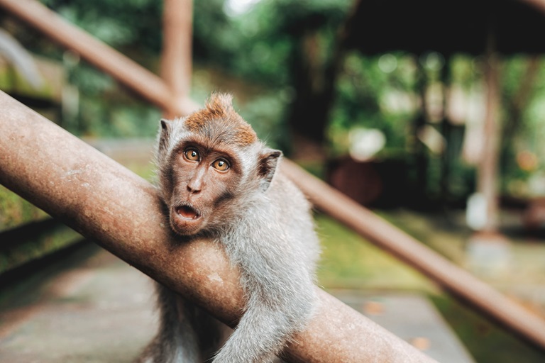 Monkey.jpg